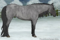 Horse Color:Smoky Blue Roan