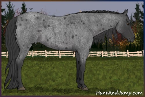 Horse Color:Smoky Blue Roan 