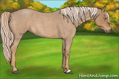 Horse Color:Palomino Roan 