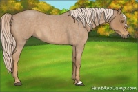Horse Color:Palomino Roan 