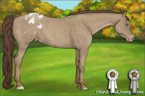Horse Color:Classic Cream Champagne Roan Appaloosa 