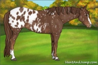 Horse Color:Chestnut Sabino Appaloosa 