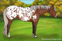 Horse Color:Silver Bay Sabino Appaloosa 