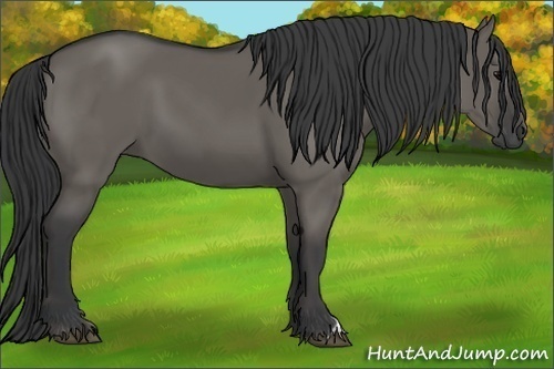 Horse Color:Grullo 