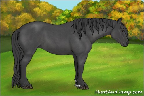 Horse Color:Smoky Blue Roan 