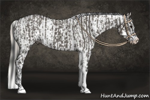 Horse Color:Grullo  and Palomino Near Leopard 