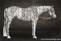 Horse Color:Grullo  and Palomino Near Leopard 