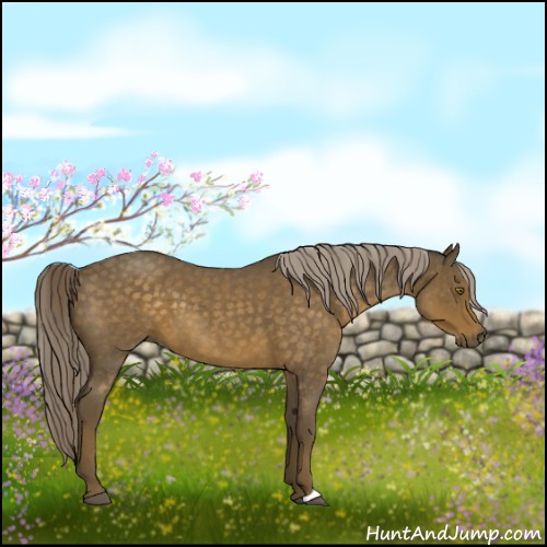 Horse Color:Chocolate Palomino Roan 