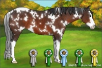 Horse Color:White Spotted Brown Sabino Splash