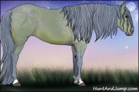 Horse Color:Watercolor Bay 