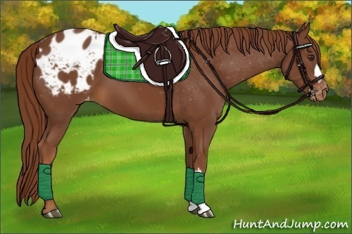 Horse Color:Chestnut Blanket 