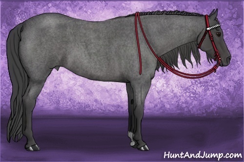 Horse Color:Smoky Blue Roan 