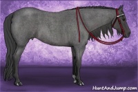 Horse Color:Smoky Blue Roan 