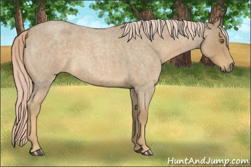 Horse Color:Palomino Roan 