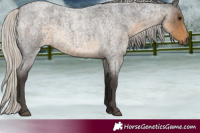 Horse Color:Silver Smoky Blue Roan 
