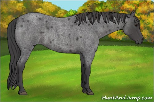 Horse Color:Smoky Blue Roan 