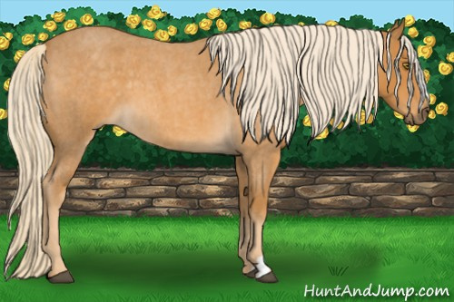 Horse Color:Palomino Roan 