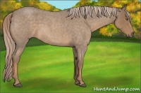 Horse Color:Chocolate Palomino Roan