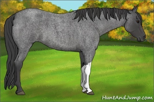 Horse Color:Smoky Blue Roan