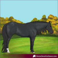 Horse Color:Black 