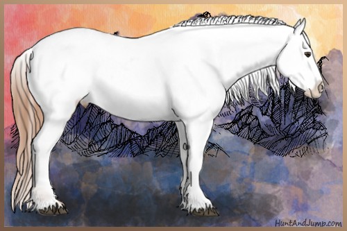 Horse Color:Chestnut Appaloosa 