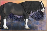Horse Color:Black Splash