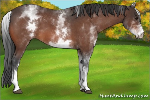 Horse Color:White Spotted Bay Roan