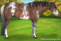 Horse Color:White Spotted Bay Roan