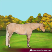 Horse Color:Palomino Roan 