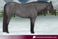 Horse Color:Smoky Blue Roan 