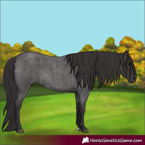 Horse Color:Smoky Blue Roan
