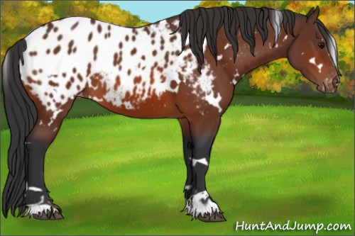 Horse Color:White Spotted Bay Appaloosa 