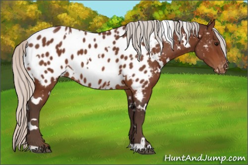 Horse Color:White Spotted Silver Bay Appaloosa 