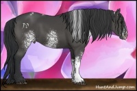 Horse Color:White Spotted Black