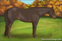 Horse Color:Liver Chestnut Rabicano 