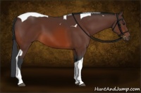 Horse Color:Brown Tobiano 