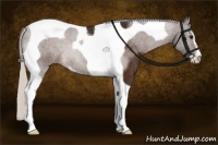 Horse Color:Silver Brown Sabino Tobiano 
