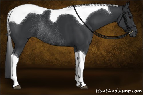 Horse Color:Black Sabino Tobiano Rabicano