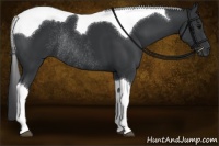 Horse Color:Black Sabino Tobiano Rabicano 