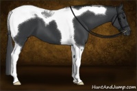 Horse Color:Black Tobiano 