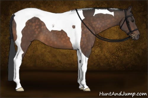 Horse Color:Buckskin Tobiano 