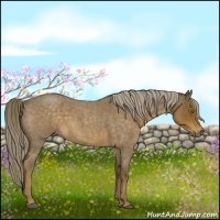 Horse Color:Chocolate Palomino Roan