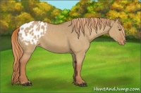 Horse Color:Red Dun Appaloosa