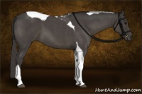 Horse Color:Smoky Blue Roan Tobiano 