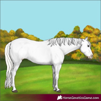 Horse Color:White Spotted Silver Black Appaloosa 