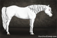 Horse Color:Chestnut Chinchilla Near Leopard