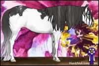 Horse Color:Smoky Black Splash Frame Appaloosa 