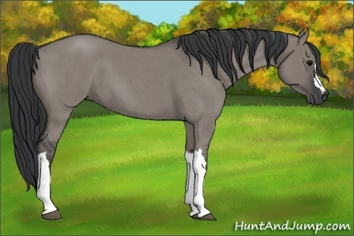 Horse Color:Grullo Roan 