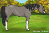 Horse Color:Grullo Roan 