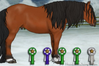 Horse Color:Gray Buckskin 